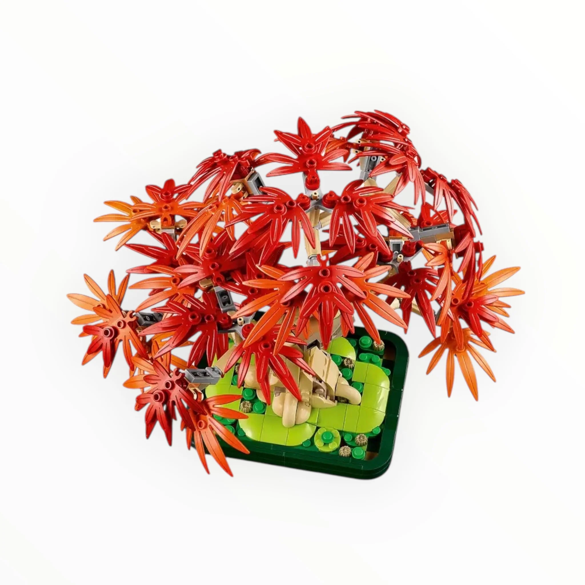 10348 Botanicals Japanese Red Maple Bonsai Tree - Image 2