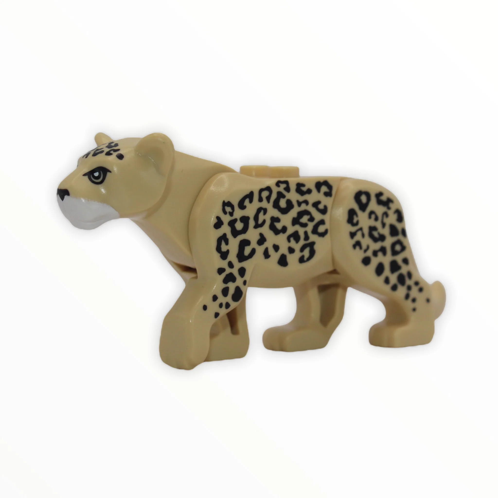Leopard
