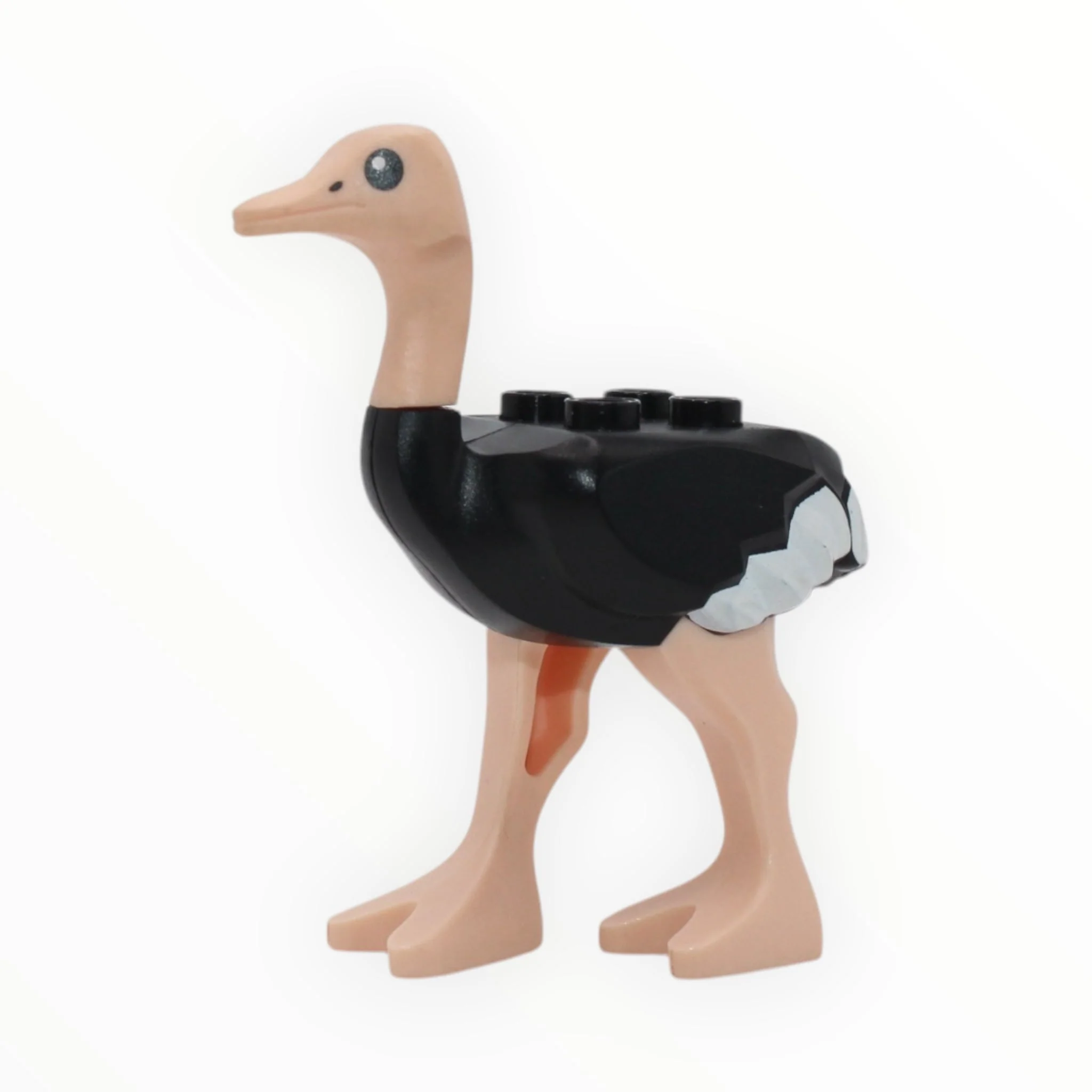 Ostrich - Image 2