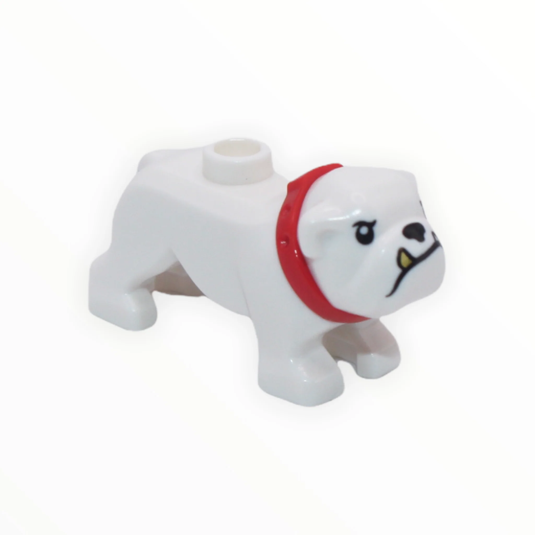 White Bulldog (gold tooth, red collar)